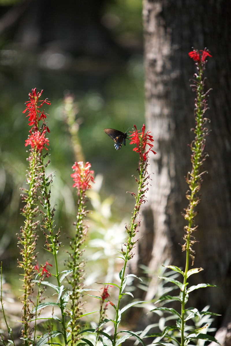04 - Butterfly and Flower