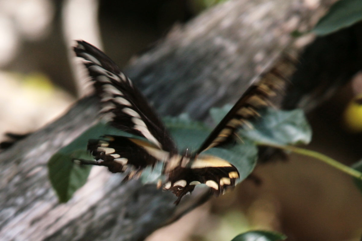 030 - Butterfly Chase