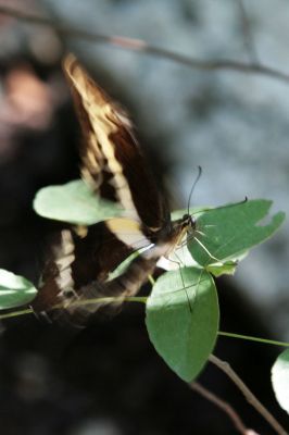 031 - Butterfly Chase