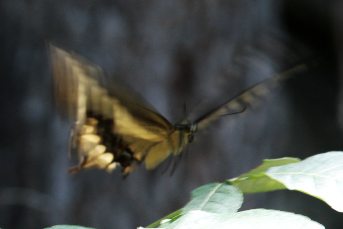 032 - Butterfly Chase