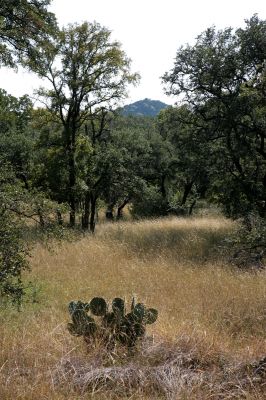 035 - Cactus and Hilltop