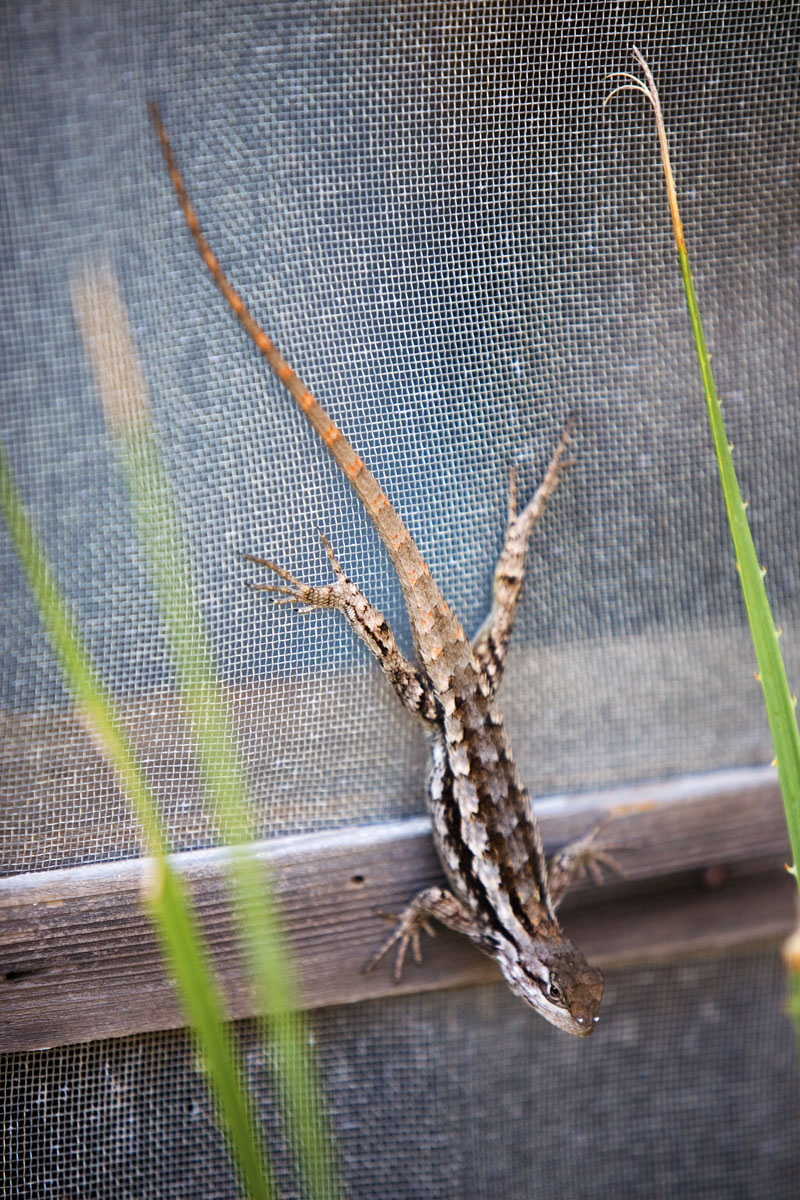 05 - Lizard