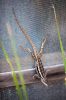 05 - Lizard by Alan Bryant