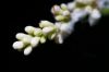 01 - Buds by Alan Bryant