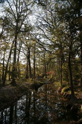 036 - Cypress Creek