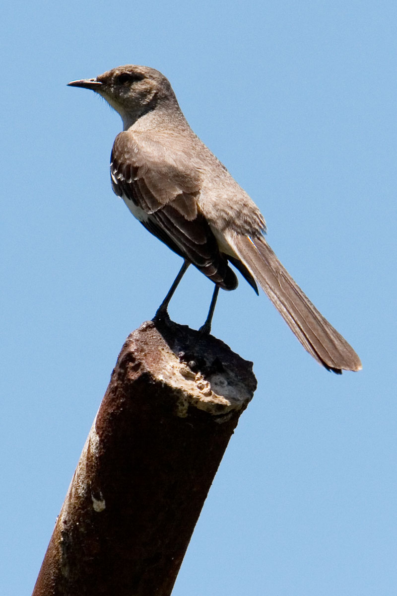 07 - Bird