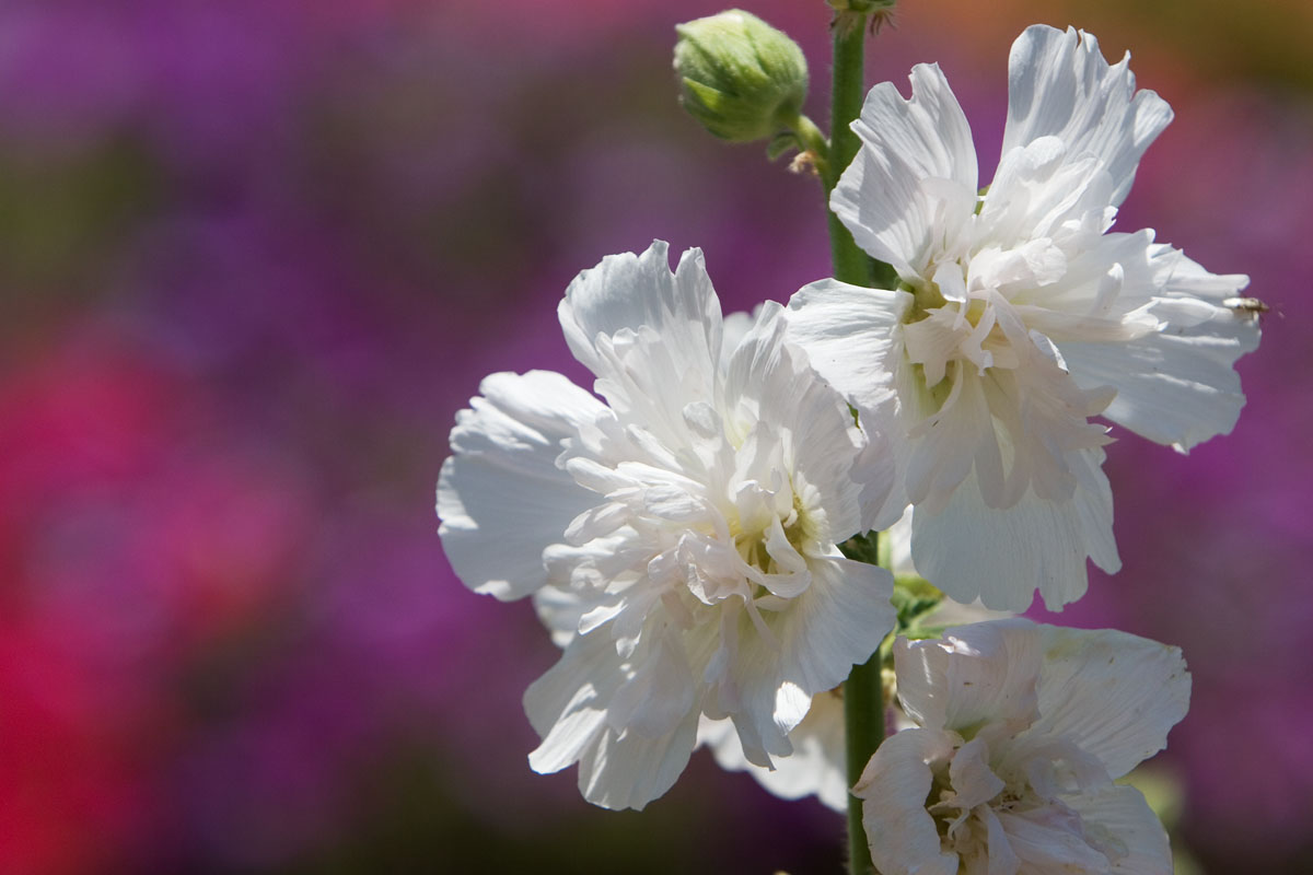 08 - Flowers (2)