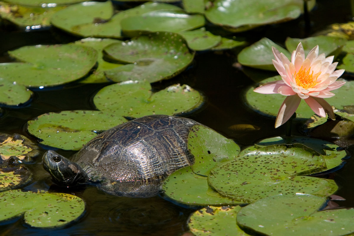 10 - Turtle and Lotus