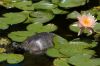 10 - Turtle and Lotus by Alan Bryant