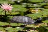 11 - Lotus and Turtle by Alan Bryant