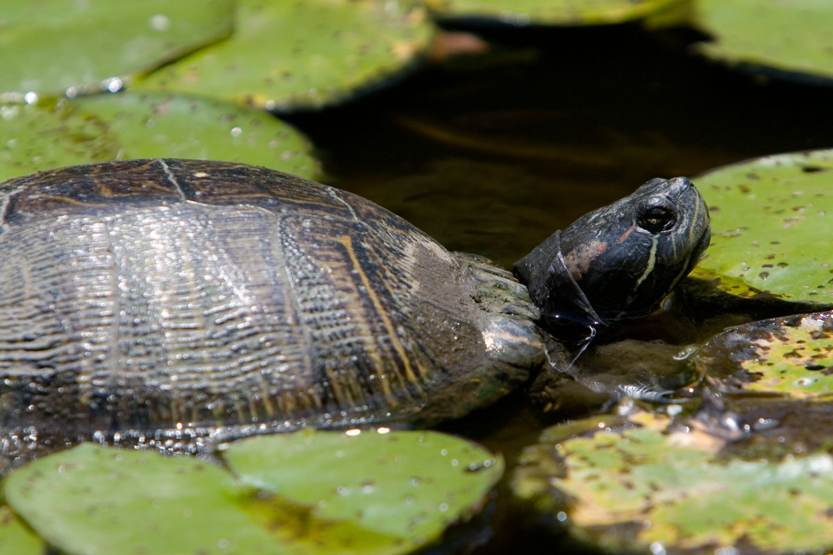 12 - Turtle