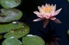 14 - Lotus by Alan Bryant