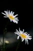 15 - Daisies by Alan Bryant