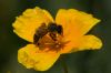 16 - Honeybee by Alan Bryant
