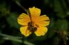 17 - Honeybee by Alan Bryant
