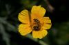 18 - Honeybee by Alan Bryant