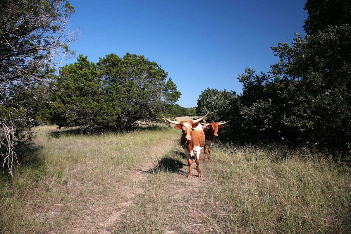 040 - Curious Longhorns