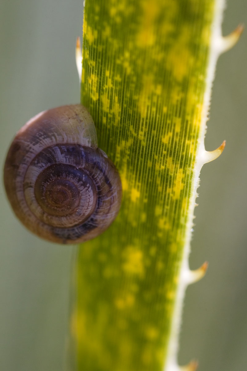 07 - Snail and Cactus