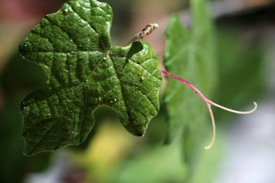 042 - Grape Vine