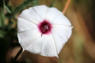 043 - Flower
