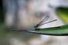 08 - Damselfly by Alan Bryant