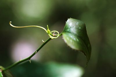 046 - Sticker Vine