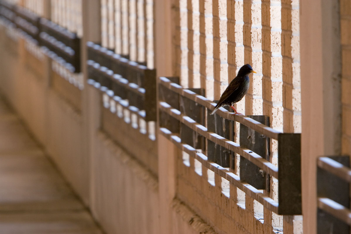 44 - Bird