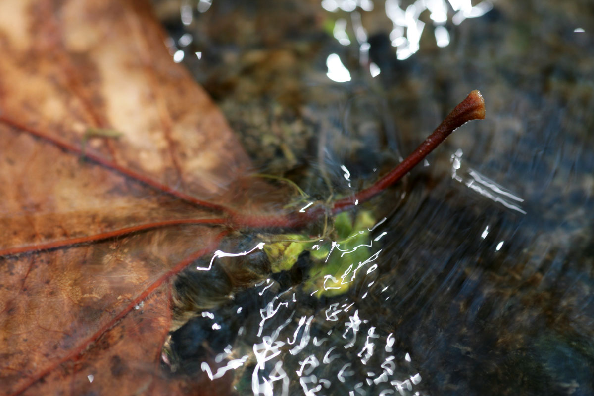 048 - Leaf in Water