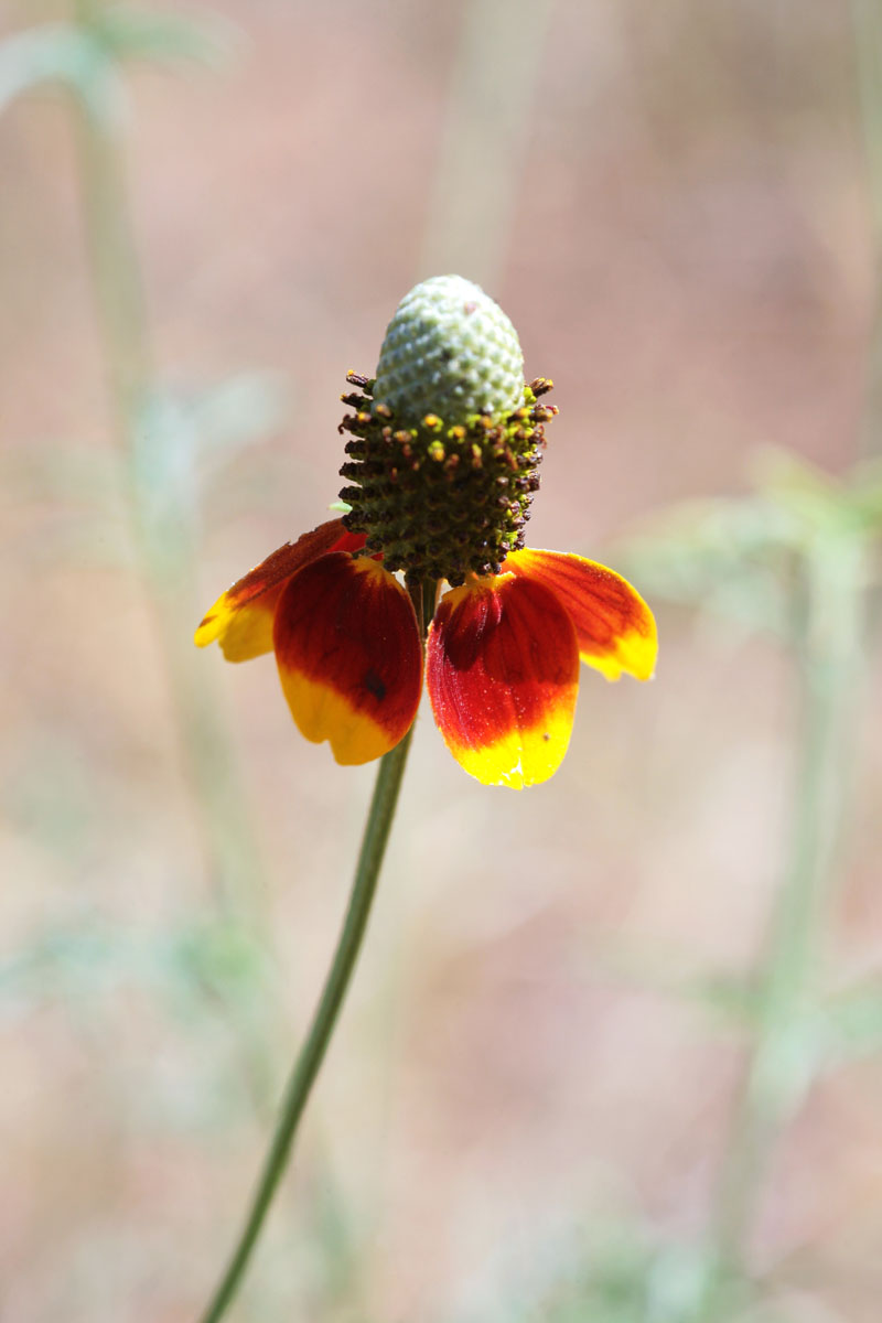 052 - Flower