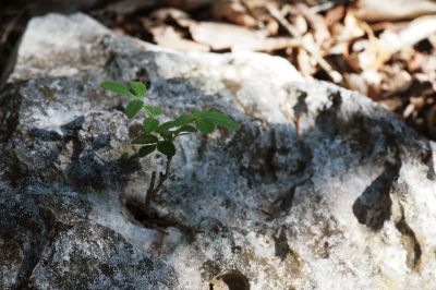 053 - Plant from Rock