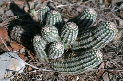 055 - Cactus