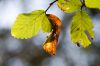 09 - Leaves (3) by Alan Bryant
