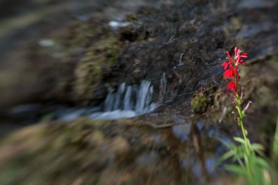065 - Flower and Waterfall
