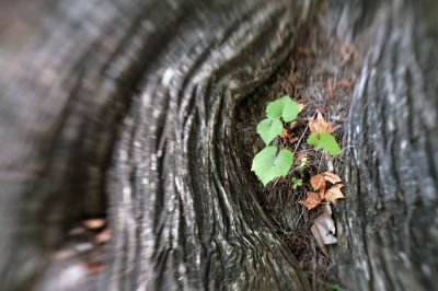 067 - Cypress Roots
