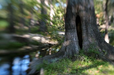 068 - Cypress Tree