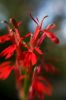 13 - Flowers by Alan Bryant