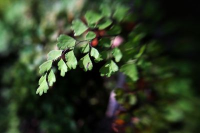 071 - Ferns