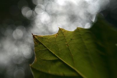 073 - Leaf