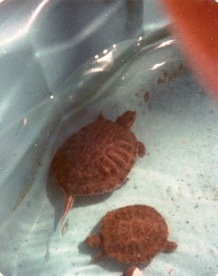A10 - 1978? - Turtles
