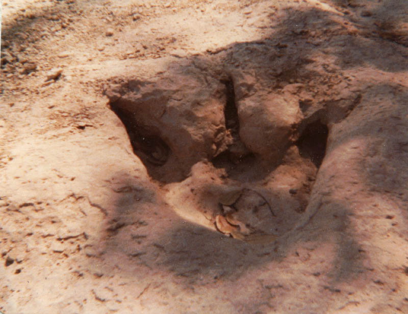 A12 - 1978? - Dinosaur Print