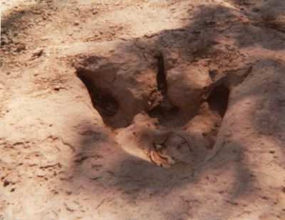 A12 - 1978? - Dinosaur Print