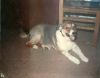 B12 - 1982 - Missy by Alan Bryant