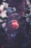 06 - Rose by Alan Bryant