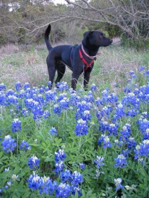 Greenbelt - Austin.JPG