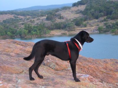 Scout - Inks Lake.JPG