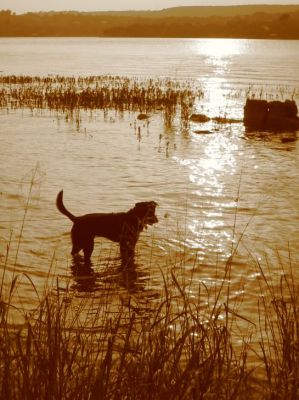 Scout Inks Lake Sepia.JPG